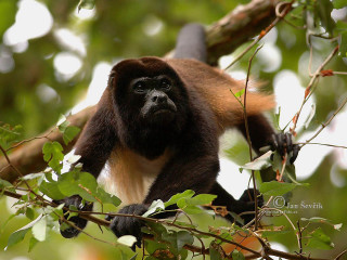 Monkey sitting tree sad looking - primitivism free wallpaper
