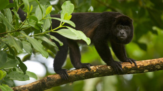 Monkey branch tree camera concerned - alex petruk ape free wallpaper