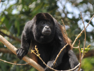 Monkey brown black branch outdoors - alex petruk ape free wallpaper