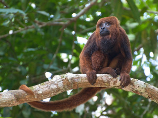 Monkey sitting branch tree serious - alex petruk ape free wallpaper
