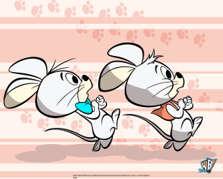 Rabbits running blue object pink - a blue object free wallpaper