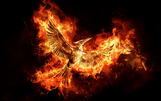 Bird flying fire wings spread - a bird free wallpaper for desktop