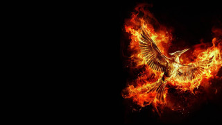 Bird long tail flying fire - vfx free wallpaper