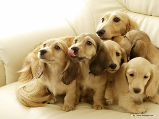 Dogs couch tongues out heads - chang daichien free wallpaper
