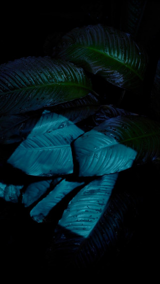 Green leaves table light blue - top of a table next free wallpaper