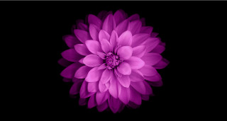 Purple flower dark background black - the dark background free wallpaper