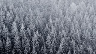 Black white forest trees plane - photo of a forest free wallpaper