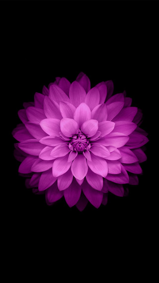 Purple flower white center black 2 - a white center free wallpaper