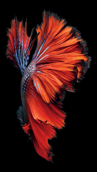 Red blue fish black background 5 - 4k uhd image free wallpaper