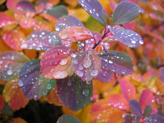 Bush water droplets leaves red - impressionism free wallpaper