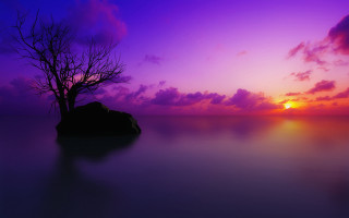 Lone tree silhouette purple sunset 3 - a lone tree free wallpaper