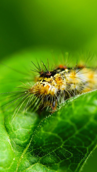 Caterpillar green leaf dew drops - free nature wallpaper