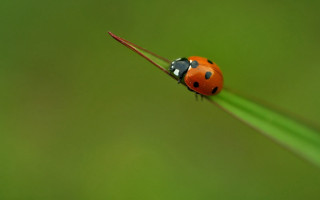 Ladybug green plant stem black - a green plant stem free wallpaper