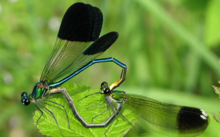 Blue black dragonflies leaf ecological - free nature wallpaper for desktop