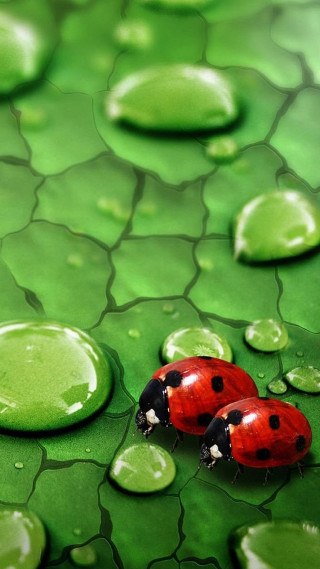Ladybugs green leaf water drops - ecological art free wallpaper