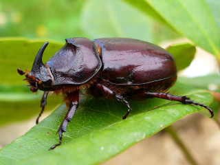 Beetle closeup leaf plant background - female free wallpaper