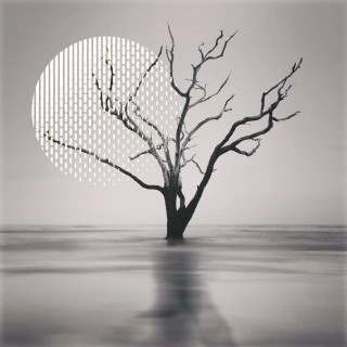 Tree half circle half moon - half free wallpaper