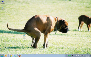 Dog field laptop background camera - daarken free wallpaper for desktop