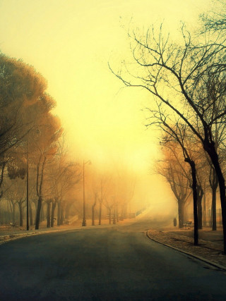 Street trees yellow sky foggy - foggy free wallpaper