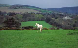 White horse green field hillside - a white horse free wallpaper