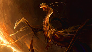 Bird long tail large beak - a large beak free wallpaper