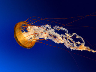 Jellyfish floating profile blue sky - jellyfish free wallpaper