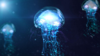 Jellyfish group floating night bright - a blue glow free wallpaper
