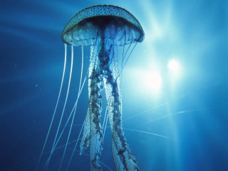 Jellyfish swimming ocean sunlight bubbles - sunlight free wallpaper