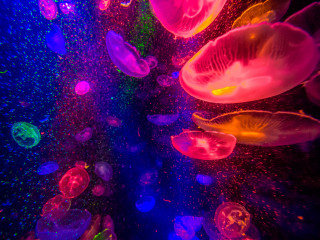 Jellyfish floating dark room colored - damien hirst free wallpaper