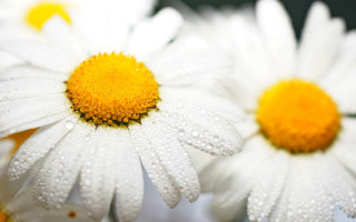 White flower water droplets macro - macro photography free wallpaper