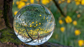Tree yellow flowers glass ball 2 - a branch free wallpaper