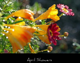 April showers flowers water droplets - digital photography free wallpaper