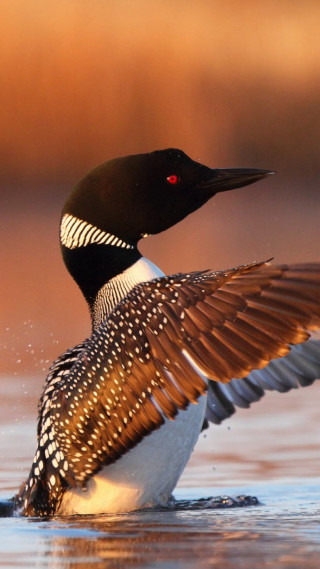 Bird wings water air spread - the water free wallpaper