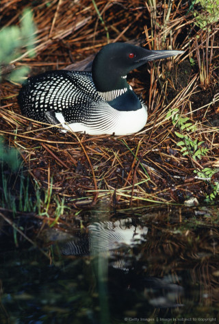 Bird sitting grass water edge - ecological art free wallpaper