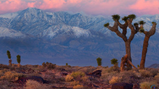 Mountain range trees pink sky - ansel adams free wallpaper
