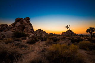 Desert cactus sunset moon bushes - a few bush and bushes free wallpaper