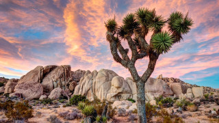 Cactus desert sunset colorful sky - ansel adams free wallpaper