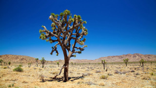Cactus desert landscape mountains blue - mountain free wallpaper for desktop