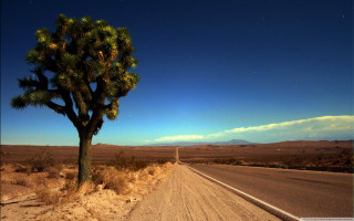 Lone tree desert road night - a lone tree free wallpaper