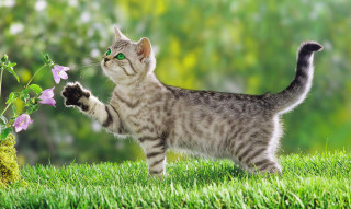 Cat standing hind legs grass 3 - its hind leg free wallpaper