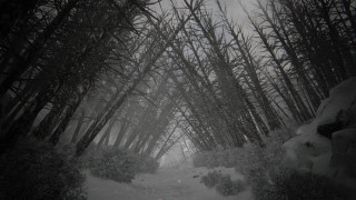 Snowy forest path person walking - bedwyr williams free wallpaper