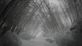 Snow covered path forest trees - both side of it free wallpaper