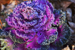 Purple green plant leaves ground - frost free wallpaper