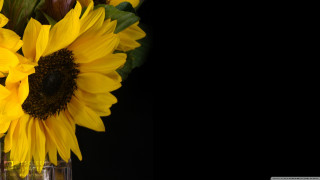 Vase sunflowers yellow black background - a vase free wallpaper