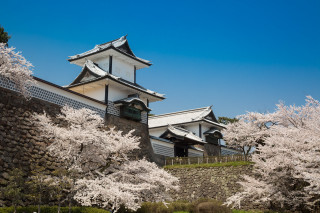 Building tower cherry blossoms hill - a tower free wallpaper