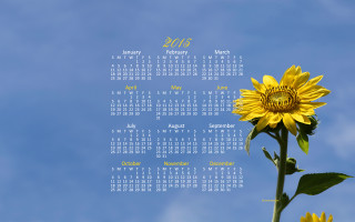 Sunflower blue sky calendar month - afewerk tekle free wallpaper