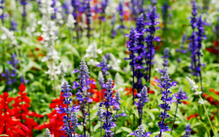Field flowers red purple blue - a field of flowers free wallpaper