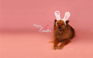 Dog bunny hat pink background - barbizon school free wallpaper