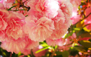 Pink flowers cherry blossoms impressionist - chang daichien free wallpaper