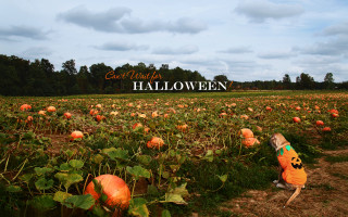 Pumpkin field great halloween sign - an album cover free wallpaper